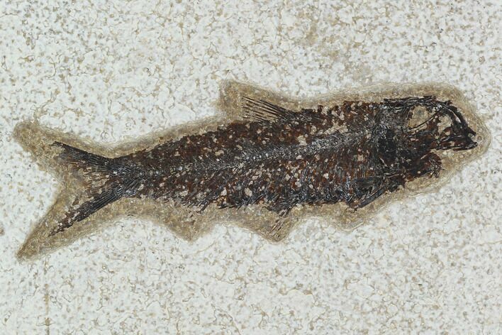 Fossil Fish (Knightia) - Green River Formation #129782